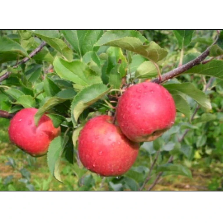 Æble 'Santana' - Allergifri Malus X 'Santana' - Allergifri 4-8 Grene. 120-160 Cm. Potte, (M7) 3 Æble 'Santana' - Allergifri Malus X 'Santana' - Allergifri 4-8 Grene. 120-160 Cm. Potte, (M7)