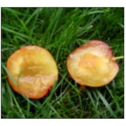 Mirabel 'Komet' Prunus Cerasifera 'Komet' 4-8 Grene, Potte 10 Liter, 140-180 Cm. (P.CER) -Osmo Salgsbutik p12846 7542 prunus cerasifera komet 846e