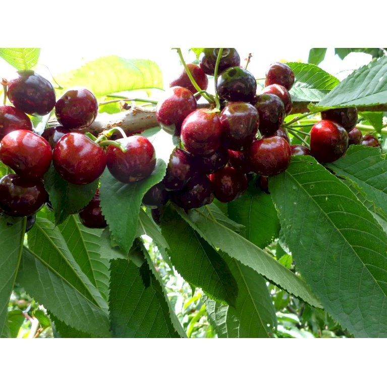 Sød Kirsebær 'Skeena' - Selvbestøvende Prunus X 'Skeena' - Selvbestøvende Dværgtræ, 3-5 Grene, 6,7 Liter Potte, 80-100 Cm. 3 Sød Kirsebær 'Skeena' - Selvbestøvende Prunus X 'Skeena' - Selvbestøvende Dværgtræ, 3-5 Grene, 6,7 Liter Potte, 80-100 Cm.