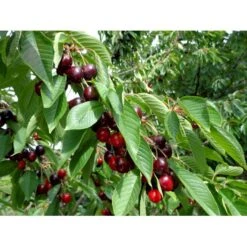 Sød Kirsebær 'Skeena' - Selvbestøvende Prunus X 'Skeena' - Selvbestøvende Dværgtræ, 3-5 Grene, 6,7 Liter Potte, 80-100 Cm. 7 Sød Kirsebær 'Skeena' - Selvbestøvende Prunus X 'Skeena' - Selvbestøvende Dværgtræ, 3-5 Grene, 6,7 Liter Potte, 80-100 Cm. -Osmo Salgsbutik p12847 7547 prunus x skeena selvbestoevende 73fe