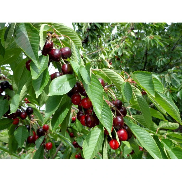 Sød Kirsebær 'Skeena' - Selvbestøvende Prunus X 'Skeena' - Selvbestøvende Dværgtræ, 3-5 Grene, 6,7 Liter Potte, 80-100 Cm. 5 Sød Kirsebær 'Skeena' - Selvbestøvende Prunus X 'Skeena' - Selvbestøvende Dværgtræ, 3-5 Grene, 6,7 Liter Potte, 80-100 Cm. - Billede 3