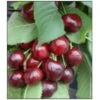 Sød Kirsebær 'Sweetheart' - Selvbestøvende Prunus X 'Sweetheart' - Selvbestøvende Dværgtræ, 3-5 Grene, 6,7 Liter Potte, 80-100 Cm. -Osmo Salgsbutik p12848 7543 prunus x sweetheart selvbestoevende 3107