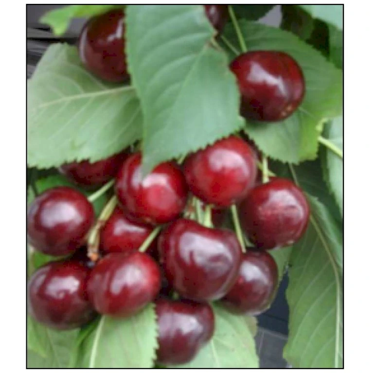 Sød Kirsebær 'Sweetheart' - Selvbestøvende Prunus X 'Sweetheart' - Selvbestøvende Dværgtræ, 3-5 Grene, 6,7 Liter Potte, 80-100 Cm. 3 Sød Kirsebær 'Sweetheart' - Selvbestøvende Prunus X 'Sweetheart' - Selvbestøvende Dværgtræ, 3-5 Grene, 6,7 Liter Potte, 80-100 Cm.