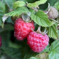 Sommer Hindbær 'Glen Ample'® Rubus Idaeus 'Glen Ample'® Barrods,- 8-10 Mm. Rodhals. -Osmo Salgsbutik p12853 50663 rubus idaeus glen ample b029
