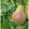 Pære 'Carola' Pyrus Communis 'Carola' 4-8 Grene, 120-160 Cm. 7,5 Liter Potte -Osmo Salgsbutik p12854 7551 pyrus communis carola 9938