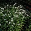 Hvid Fredløs Lysimachia Clethroides 1 Liter Potte -Osmo Salgsbutik p1287 1043 lysimachia clethroides 429a
