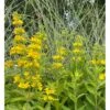 Prikbladet Fredløs Lysimachia Punctata 1 Liter Potte -Osmo Salgsbutik p1289 41060 lysimachia punctata 9b5e