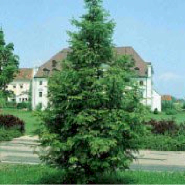 Vandgran Metasequoia Glyptostroboides Heister 175-200 Cm. Med Potte 3 Vandgran Metasequoia Glyptostroboides Heister 175-200 Cm. Med Potte