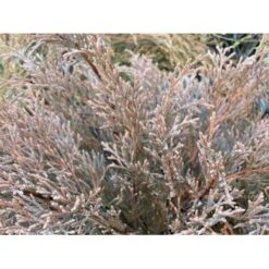 Østsibirisk Enebær Microbiota Decussata Potte 2,0 Liter,- 25-30 Cm.