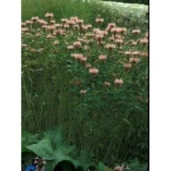 Hestemynte Monarda Hybrid 'Croftway Pink' 1 Liter Potte