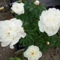 Silkepæon 'Festiva Maxima' Paeonia Lactiflora 'Festiva Maxima' 3,0 Liter Potte -Osmo Salgsbutik p1387 47884 paeonia lactiflora festiva maxima d18b