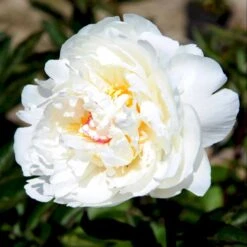 Silkepæon 'Festiva Maxima' Paeonia Lactiflora 'Festiva Maxima' 3,0 Liter Potte -Osmo Salgsbutik p1387 47885 paeonia lactiflora festiva maxima 9a6d