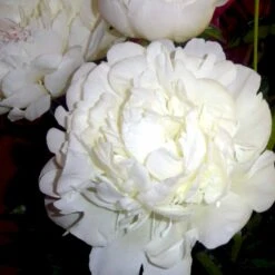 Silkepæon 'Festiva Maxima' Paeonia Lactiflora 'Festiva Maxima' 3,0 Liter Potte -Osmo Salgsbutik p1387 47886 paeonia lactiflora festiva maxima 5f5e