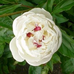 Silkepæon 'Festiva Maxima' Paeonia Lactiflora 'Festiva Maxima' 3,0 Liter Potte -Osmo Salgsbutik p1387 47887 paeonia lactiflora festiva maxima db55