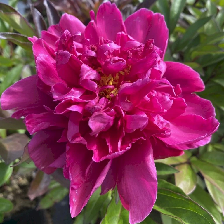 Silkepæon 'Karl Rosenfield' Paeonia Lactiflora 'Karl Rosenfield' 3,0 Liter Potte 3 Silkepæon 'Karl Rosenfield' Paeonia Lactiflora 'Karl Rosenfield' 3,0 Liter Potte