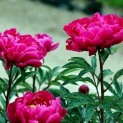 Silkepæon 'Karl Rosenfield' Paeonia Lactiflora 'Karl Rosenfield' 3,0 Liter Potte 14 Silkepæon 'Karl Rosenfield' Paeonia Lactiflora 'Karl Rosenfield' 3,0 Liter Potte -Osmo Salgsbutik p1390 47889 paeonia lactiflora karl rosenfield 65e5