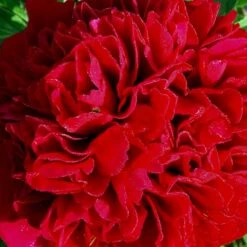 Silkepæon 'Karl Rosenfield' Paeonia Lactiflora 'Karl Rosenfield' 3,0 Liter Potte 15 Silkepæon 'Karl Rosenfield' Paeonia Lactiflora 'Karl Rosenfield' 3,0 Liter Potte -Osmo Salgsbutik p1390 47890 paeonia lactiflora karl rosenfield 1fa9