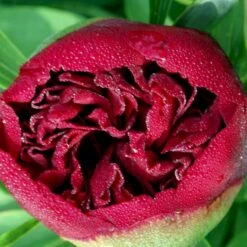 Silkepæon 'Karl Rosenfield' Paeonia Lactiflora 'Karl Rosenfield' 3,0 Liter Potte 16 Silkepæon 'Karl Rosenfield' Paeonia Lactiflora 'Karl Rosenfield' 3,0 Liter Potte -Osmo Salgsbutik p1390 47891 paeonia lactiflora karl rosenfield ba23