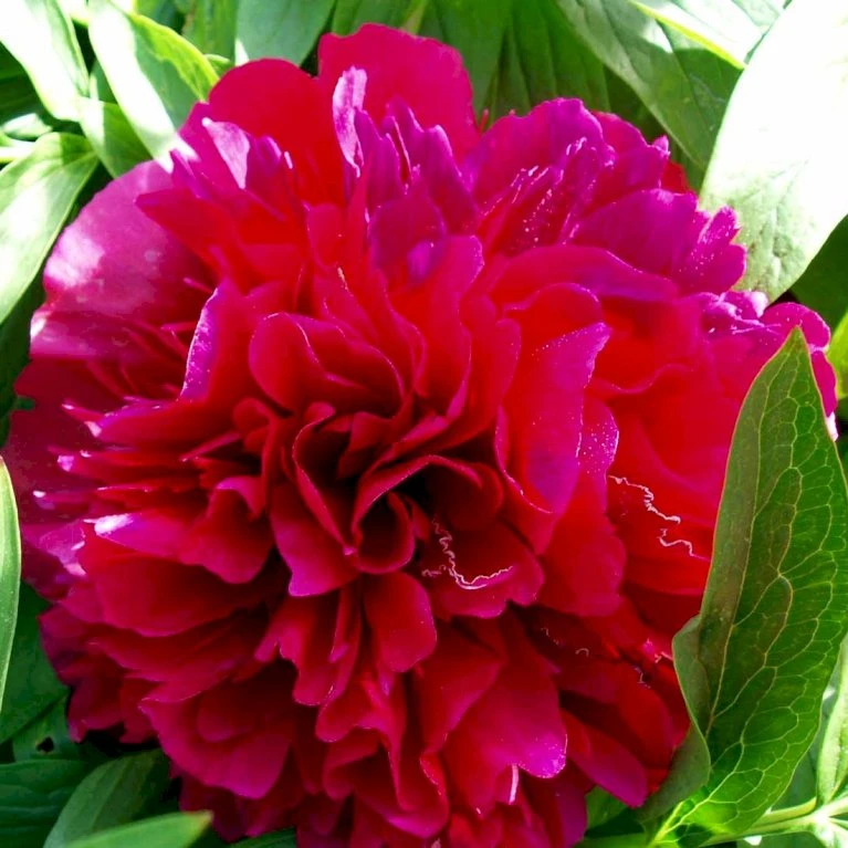 Silkepæon 'Karl Rosenfield' Paeonia Lactiflora 'Karl Rosenfield' 3,0 Liter Potte 8 Silkepæon 'Karl Rosenfield' Paeonia Lactiflora 'Karl Rosenfield' 3,0 Liter Potte - Billede 6