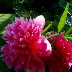 Silkepæon 'Sarah Bernhard' Paeonia Lactiflora 'Sarah Bernhard' 3,5 Liter Potte -Osmo Salgsbutik p1393 47905 paeonia lactiflora sarah bernhard 0529