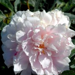 Silkepæon 'Sarah Bernhard' Paeonia Lactiflora 'Sarah Bernhard' 3,5 Liter Potte -Osmo Salgsbutik p1393 47906 paeonia lactiflora sarah bernhard acd8