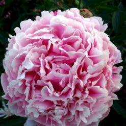 Silkepæon 'Sarah Bernhard' Paeonia Lactiflora 'Sarah Bernhard' 3,5 Liter Potte -Osmo Salgsbutik p1393 47908 paeonia lactiflora sarah bernhard 6616