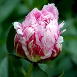 Silkepæon 'Sarah Bernhard' Paeonia Lactiflora 'Sarah Bernhard' 3,5 Liter Potte -Osmo Salgsbutik p1393 47909 paeonia lactiflora sarah bernhard 32b0