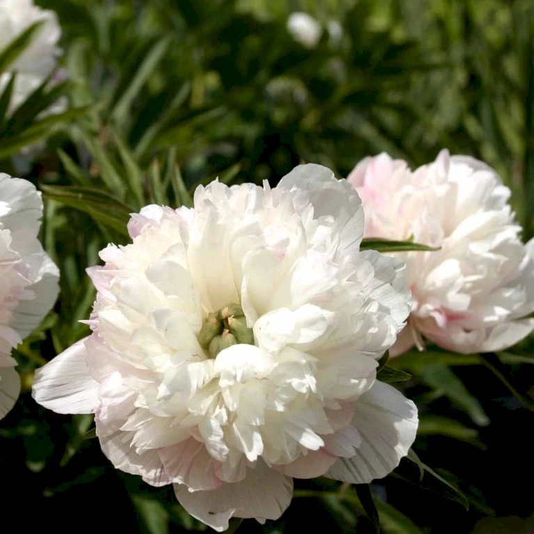 Bonderose 'Alba Plena' Paeonia Officinalis 'Alba Plena' 3,0 Liter Potte 3 Bonderose 'Alba Plena' Paeonia Officinalis 'Alba Plena' 3,0 Liter Potte