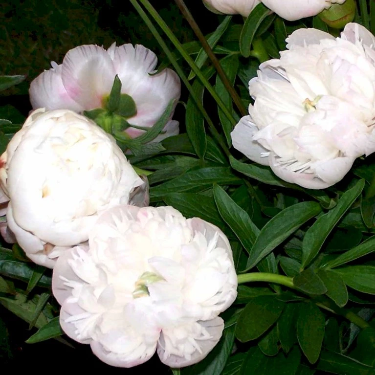 Bonderose 'Alba Plena' Paeonia Officinalis 'Alba Plena' 3,0 Liter Potte 5 Bonderose 'Alba Plena' Paeonia Officinalis 'Alba Plena' 3,0 Liter Potte - Billede 3