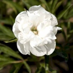 Bonderose 'Alba Plena' Paeonia Officinalis 'Alba Plena' 3,0 Liter Potte 13 Bonderose 'Alba Plena' Paeonia Officinalis 'Alba Plena' 3,0 Liter Potte -Osmo Salgsbutik p1394 47922 paeonia officinalis alba plena 3c8b