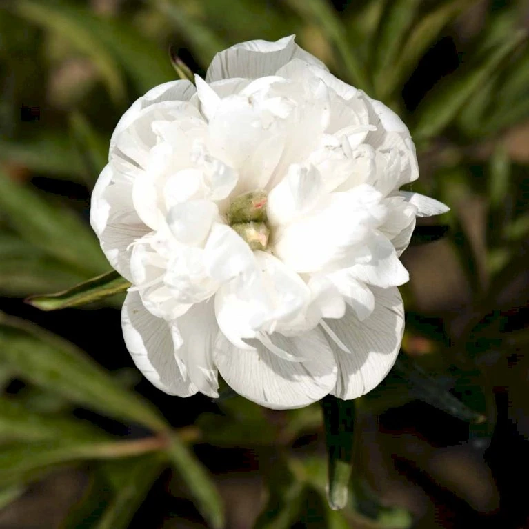 Bonderose 'Alba Plena' Paeonia Officinalis 'Alba Plena' 3,0 Liter Potte 6 Bonderose 'Alba Plena' Paeonia Officinalis 'Alba Plena' 3,0 Liter Potte - Billede 4