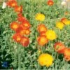 Sibirisk Valmue Papaver Nudicaule 'Gartenzwerg' 10 Cm. Potte -Osmo Salgsbutik p1397 1135 papaver nudicaule gartenzwerg 0f3a