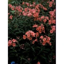 Høstfloks 'Orange Perfection' Phlox Paniculata 'Orange Perfection' 9 Cm. Potte -Osmo Salgsbutik p1439 1166 phlox paniculata orange perfection 0bc8