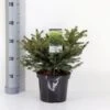 Fugleredegran 'Nidiformis' Picea Abies 'Nidiformis' (dværgform) Potte 3,0 Liter,- 30-40 Cm. -Osmo Salgsbutik p1462 33448 picea abies nidiformis b3b8