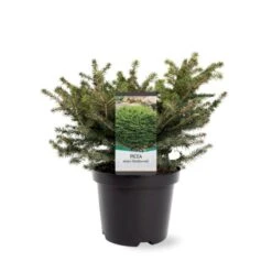Fugleredegran 'Nidiformis' Picea Abies 'Nidiformis' (dværgform) Potte 3,0 Liter,- 30-40 Cm. -Osmo Salgsbutik p1462 38806 image 5f52