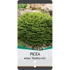 Fugleredegran 'Nidiformis' Picea Abies 'Nidiformis' (dværgform) Potte 3,0 Liter,- 30-40 Cm. -Osmo Salgsbutik p1462 38807 image 0b7c