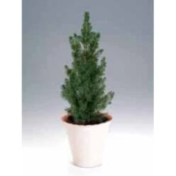 Hvidgran Picea Glauca Potte 3,0 Liter,- 40-60 Cm. -Osmo Salgsbutik p1464 1189 picea glauca 5770