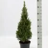 Hvidgran Picea Glauca Potte 3,0 Liter,- 40-60 Cm. -Osmo Salgsbutik p1464 52612 picea glauca 62f2