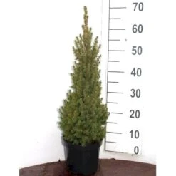 Hvidgran Picea Glauca Potte 3,0 Liter,- 40-60 Cm. -Osmo Salgsbutik p1464 52613 picea glauca 3f33
