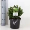 Hvidgran 'Alberta Globe' Picea Glauca 'Alberta Globe' (dværgform) Potte 3,0 Liter,- 20-25 Cm. 1 Hvidgran 'Alberta Globe' Picea Glauca 'Alberta Globe' (dværgform) Potte 3,0 Liter,- 20-25 Cm. -Osmo Salgsbutik p1466 33451 picea glauca alberta globe ec6a