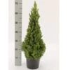 Sukkertopgran 'Conica' Picea Glauca 'Conica' (dværgform) Potte 3,0 Liter,- 60-70 Cm. -Osmo Salgsbutik p1467 52604 picea glauca conica dvaergform 83d3