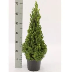 Sukkertopgran 'Conica' Picea Glauca 'Conica' (dværgform) Potte 3,0 Liter,- 60-70 Cm.