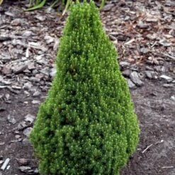 Sukkertopgran 'Conica' Picea Glauca 'Conica' (dværgform) Potte 3,0 Liter,- 60-70 Cm. -Osmo Salgsbutik p1467 52792 picea glauca conica dvaergform 9810
