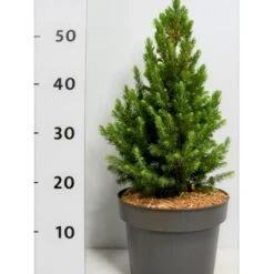 Sukkertop Hvidgran 'J.W.Daisy's White' Picea Glauca 'j.w.daisy'S White'(dværgform) Potte 5,0 Liter,- 30-40 Cm.