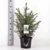 Serbisk Søjlegran Picea Omorika Potte 5,0 Liter,- 50-60 Cm.