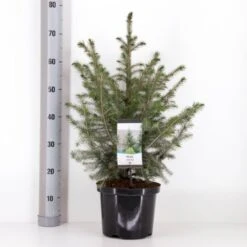 Serbisk Søjlegran Picea Omorika Potte 5,0 Liter,- 50-60 Cm.