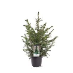 Serbisk Søjlegran Picea Omorika Potte 5,0 Liter,- 50-60 Cm. -Osmo Salgsbutik p1470 39543 image 08aa