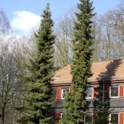 Serbisk Søjlegran Picea Omorika Potte 5,0 Liter,- 50-60 Cm. -Osmo Salgsbutik p1470 52796 picea omorika 6cb3