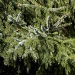 Serbisk Søjlegran Picea Omorika Potte 5,0 Liter,- 50-60 Cm. -Osmo Salgsbutik p1470 52797 picea omorika c401