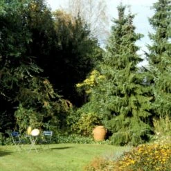 Serbisk Søjlegran Picea Omorika Potte 5,0 Liter,- 50-60 Cm. -Osmo Salgsbutik p1470 52798 picea omorika 8840